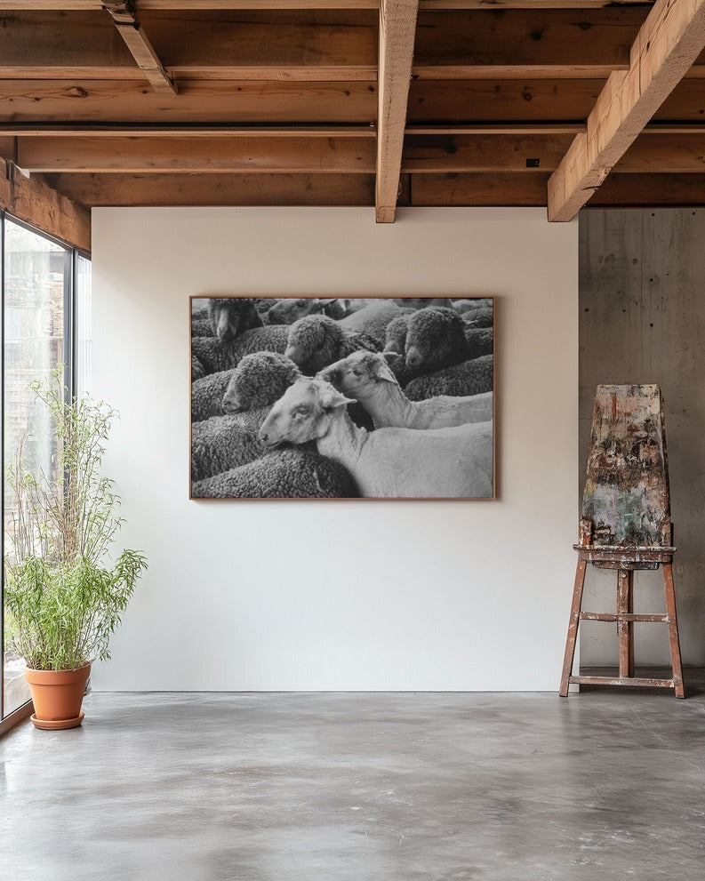 Vintage Sheep Flock Photograph | Black White Farm Animal Wall Art | Rustic Farmhouse Decor | Ranch & Country Life Photography